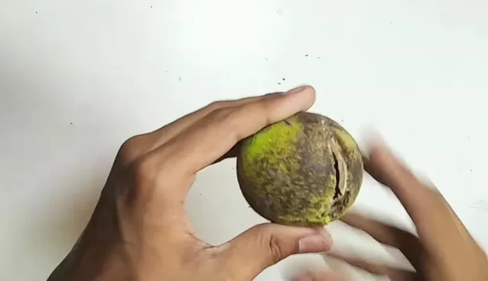 Apply Feviquick (or strong adhesive) to the inside edges of the break.